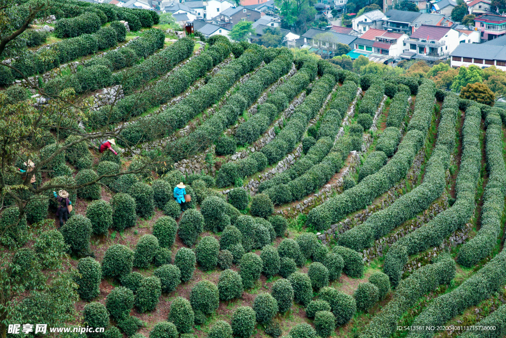 茶叶 采茶 西湖龙井