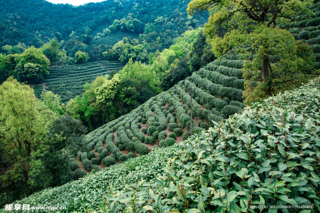 茶叶 采茶 西湖龙井