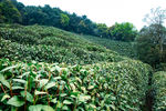 茶叶 采茶 西湖龙井