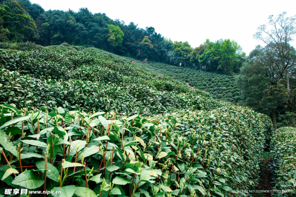 茶叶 采茶 西湖龙井