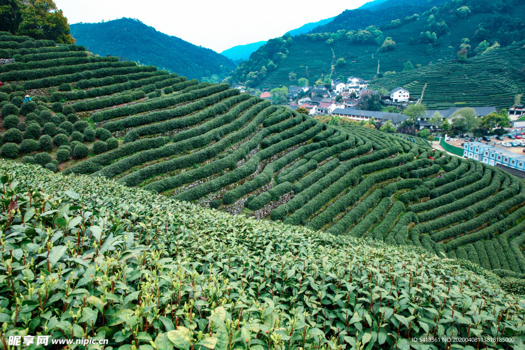 茶叶 采茶 西湖龙井