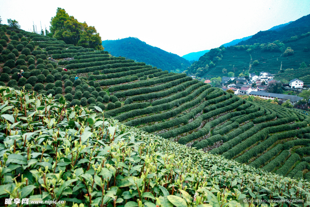 茶叶 采茶 西湖龙井