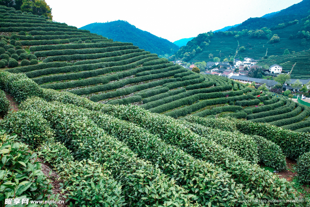 茶叶 采茶 西湖龙井