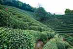 茶叶 采茶 西湖龙井