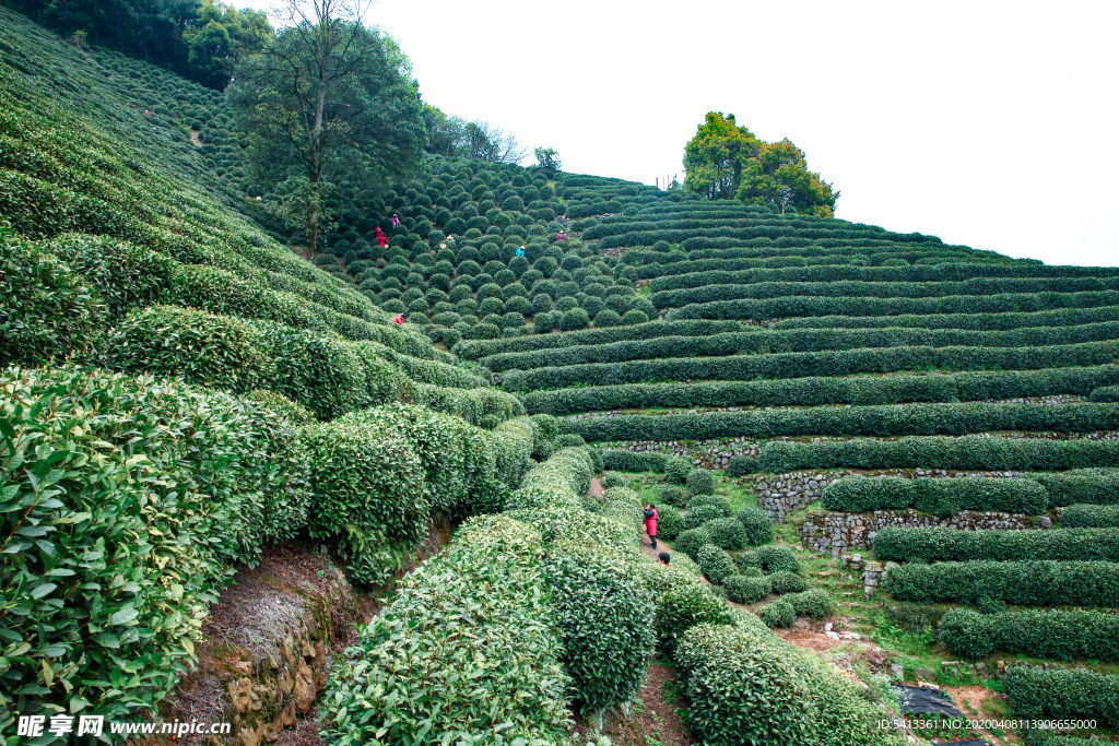 茶叶 采茶 西湖龙井