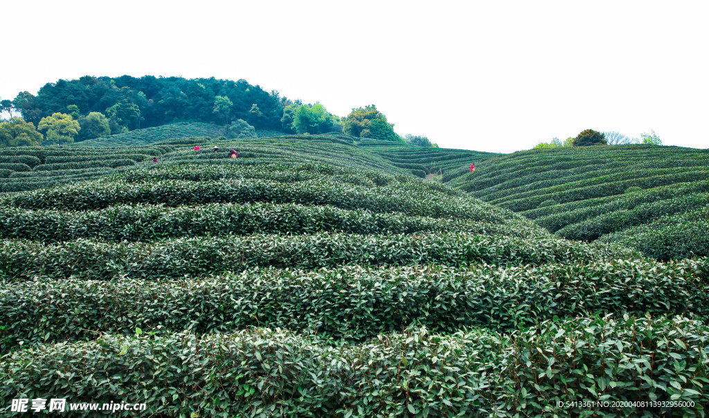 茶叶 采茶 西湖龙井