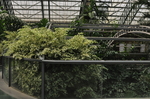 深圳华侨城植物园