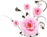 玫瑰花