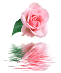 玫瑰花