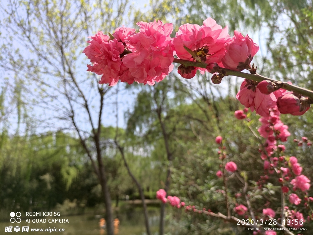 春天桃花开