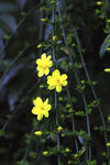 迎春花