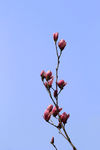 玉花树枝
