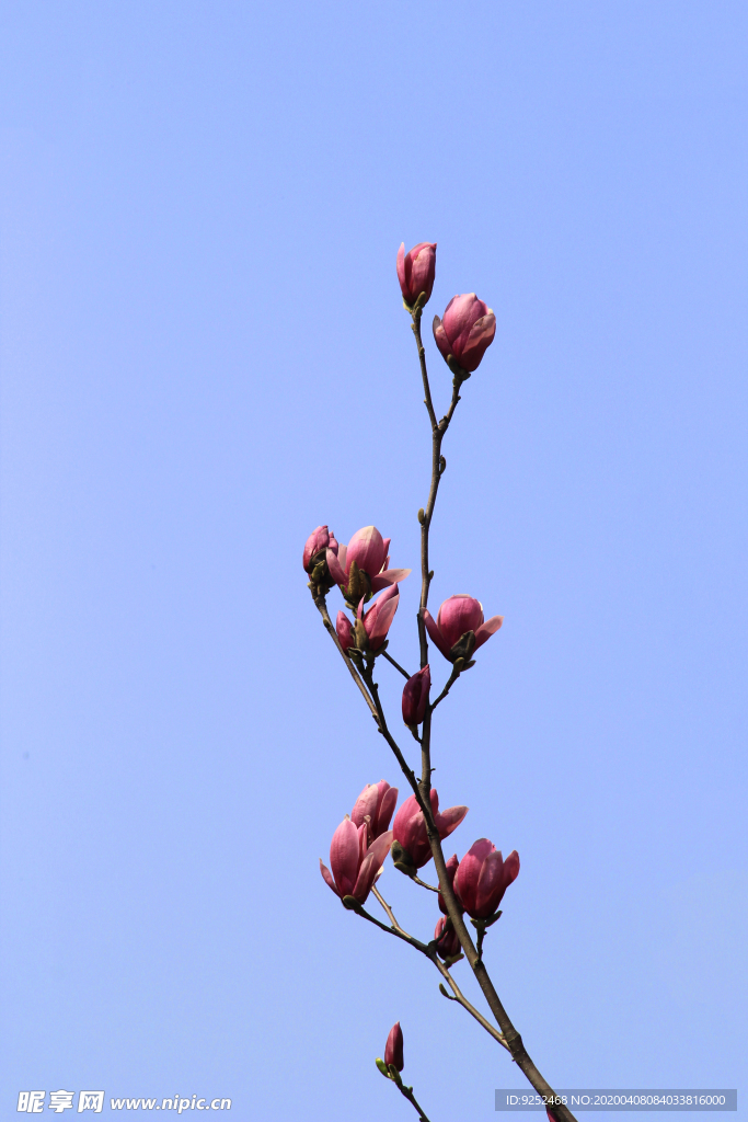 玉花树枝