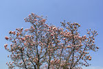 玉花树枝