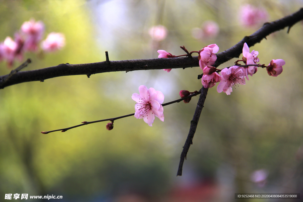 红梅花