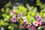 梅花