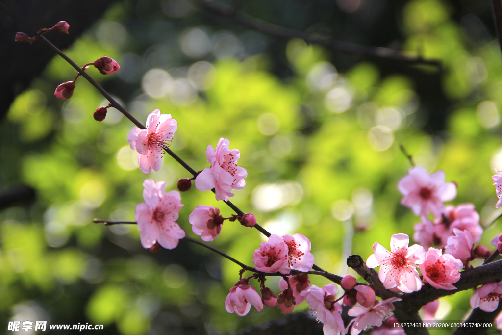 梅花