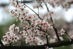 樱花树