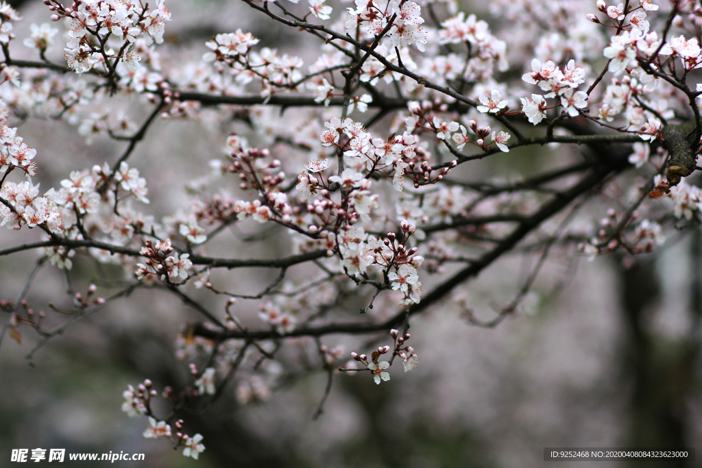 粉樱花