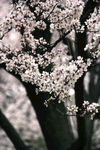 樱花枝
