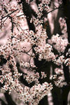 粉樱花