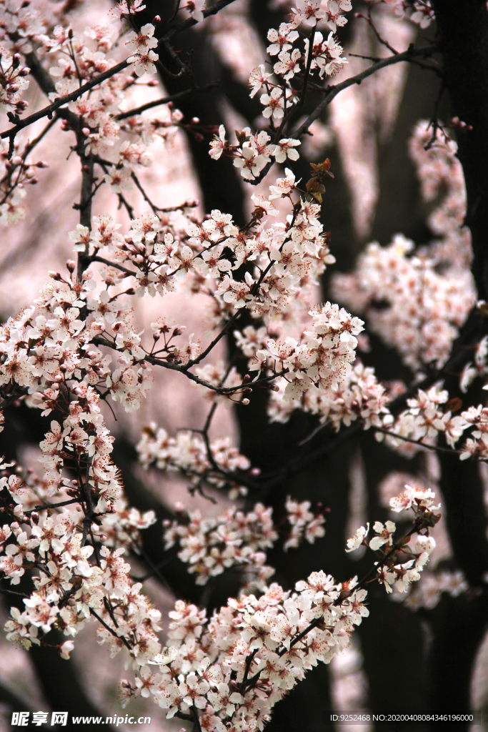 粉樱花