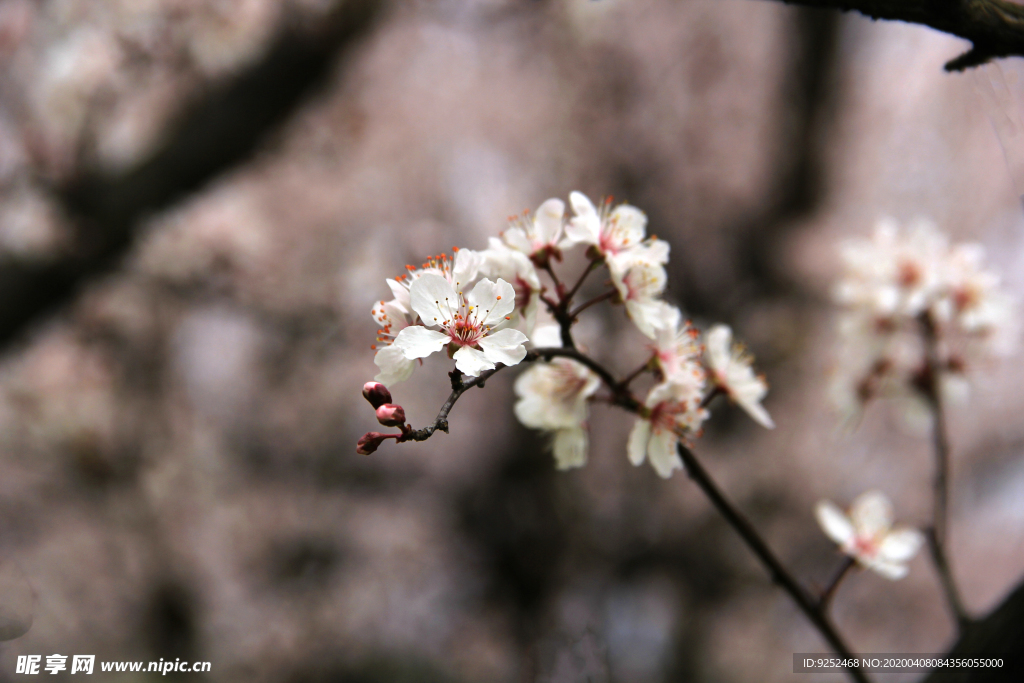 樱花枝