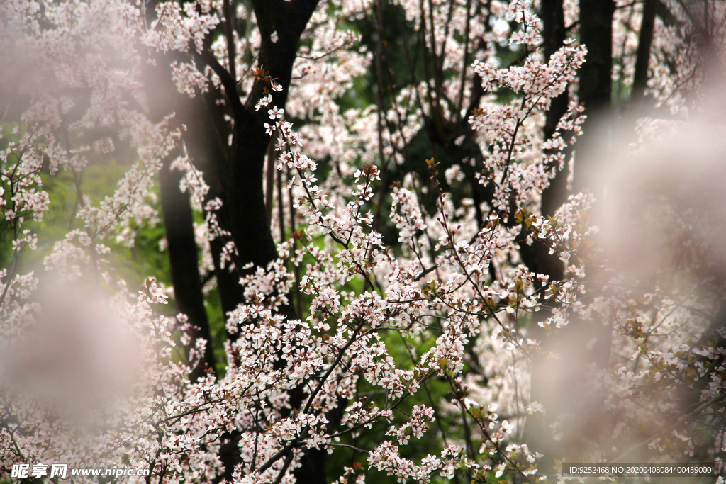 粉樱花