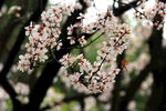 樱花枝