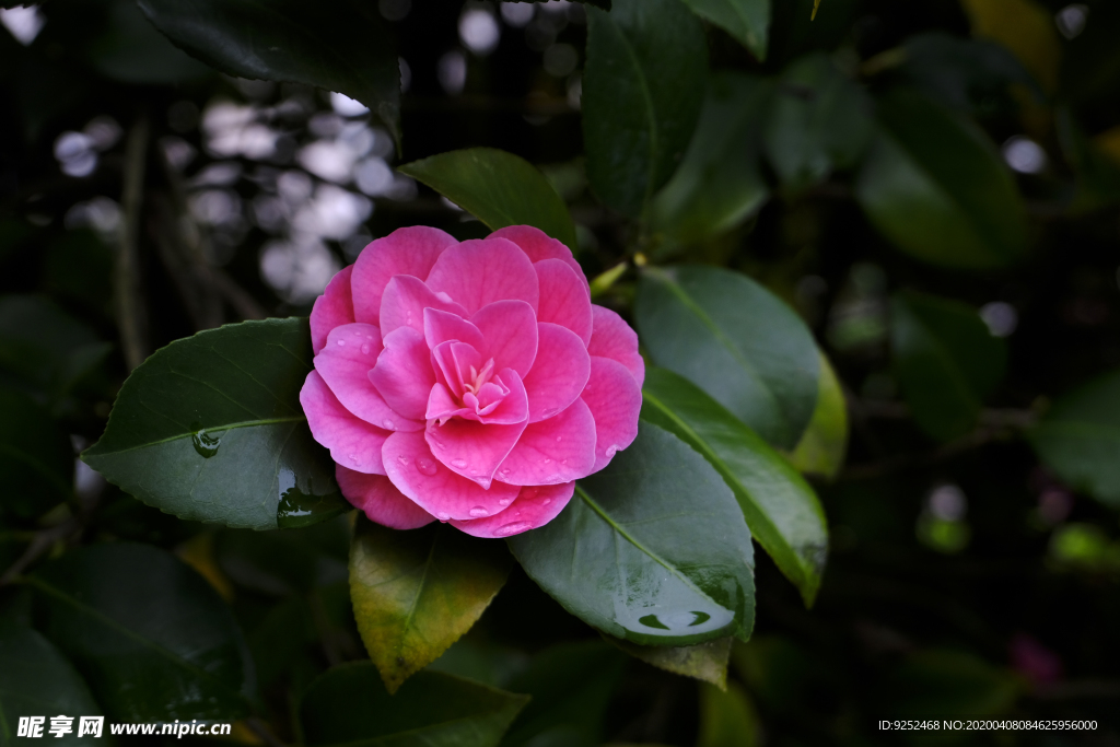 重瓣茶花