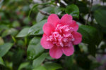 山茶花