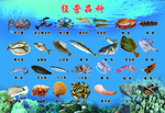 海鲜店经营品种