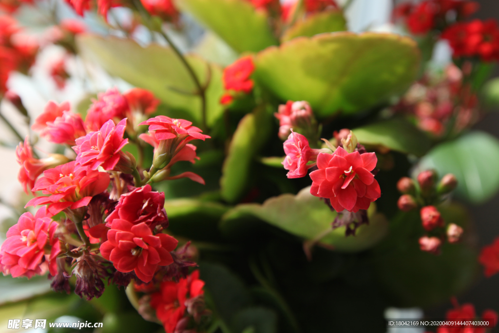 蔷薇花