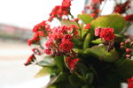 伽蓝菜