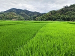 唯美风景