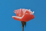 蓝天下的粉色玫瑰花