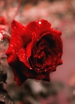 露水玫瑰花