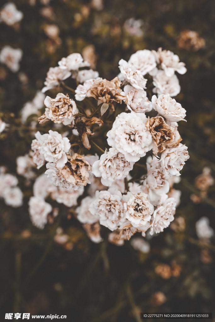 白色山茶花