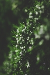绿色草丛中的白花