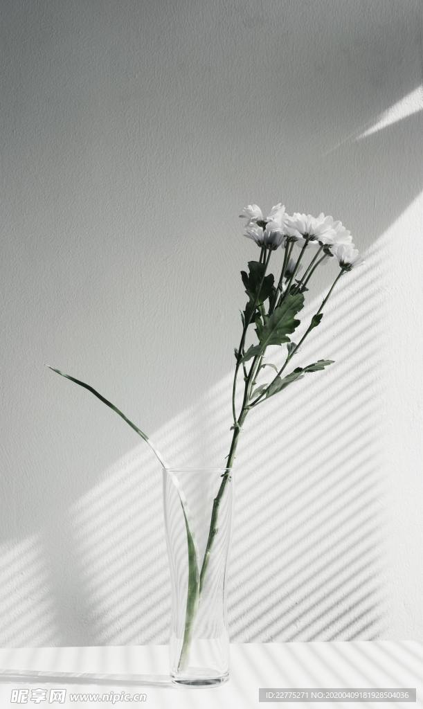 午后阳光中的山茶花