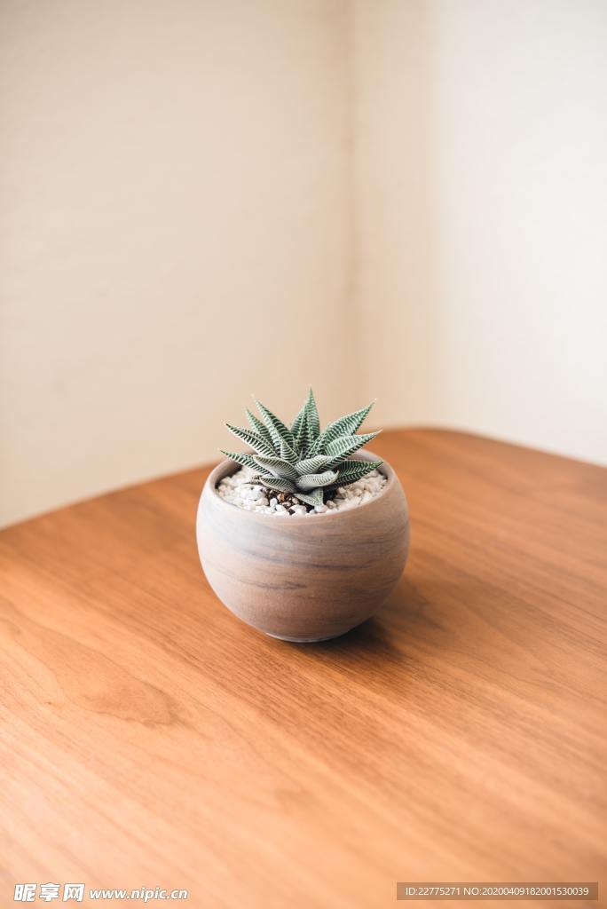 绿植花盆