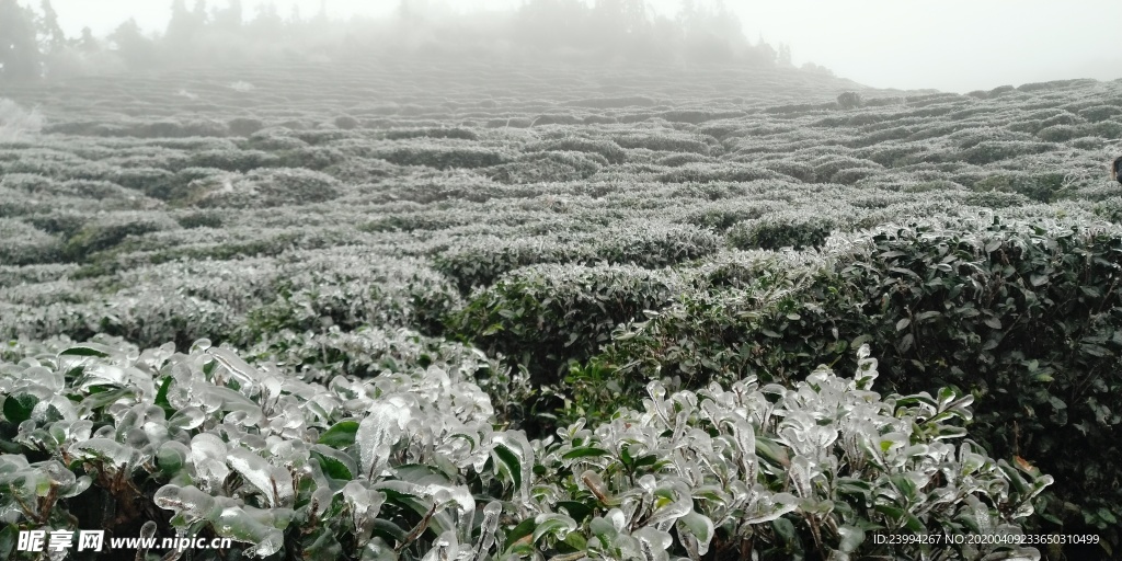 冰雪中的山茶树