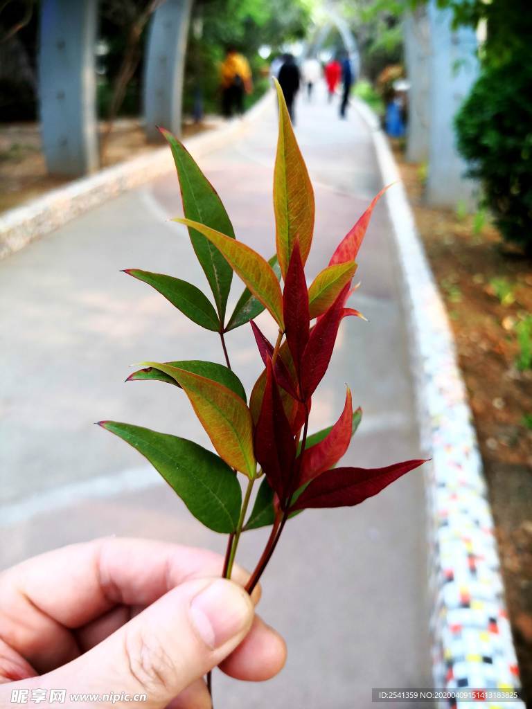 红枝蒲桃