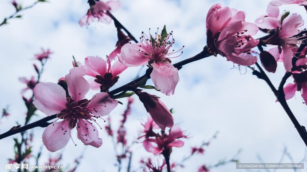 桃花