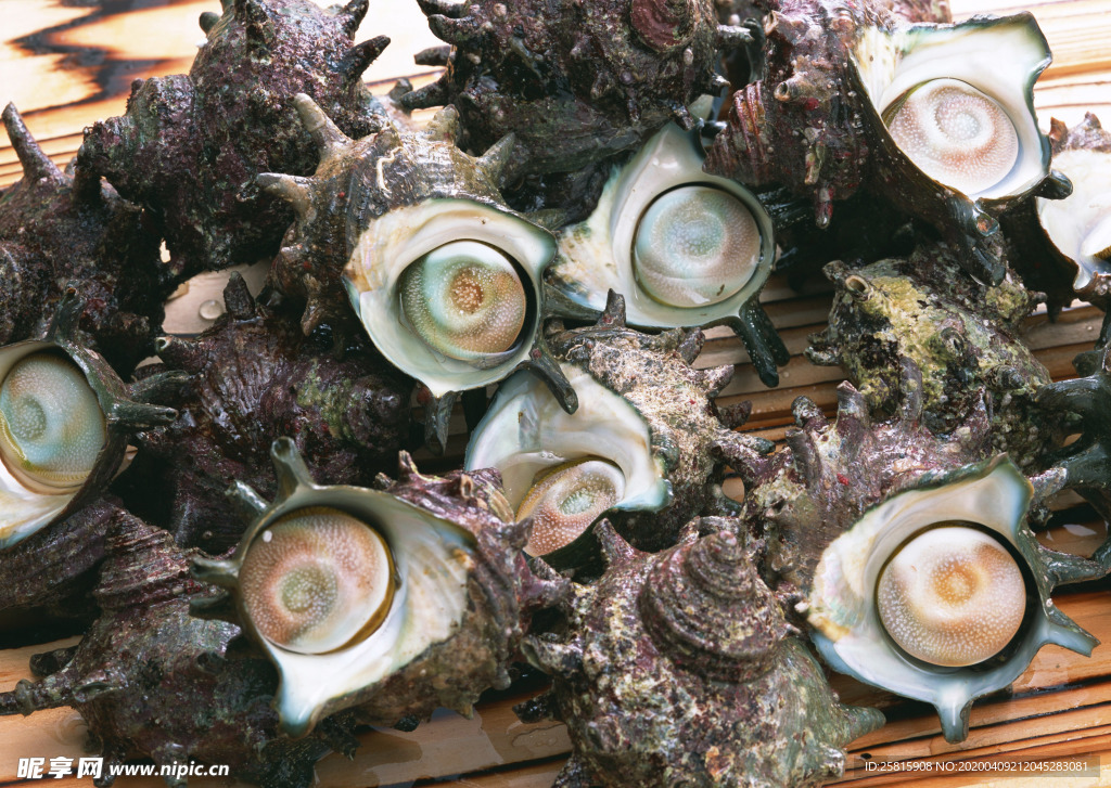 扇贝贝壳海鲜图片