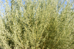 沙漠植物花棒