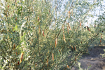 沙漠植物柠条