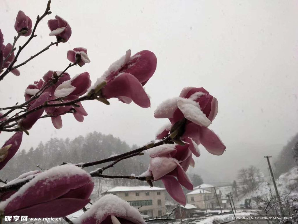 广玉兰