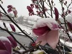 广玉兰雪景