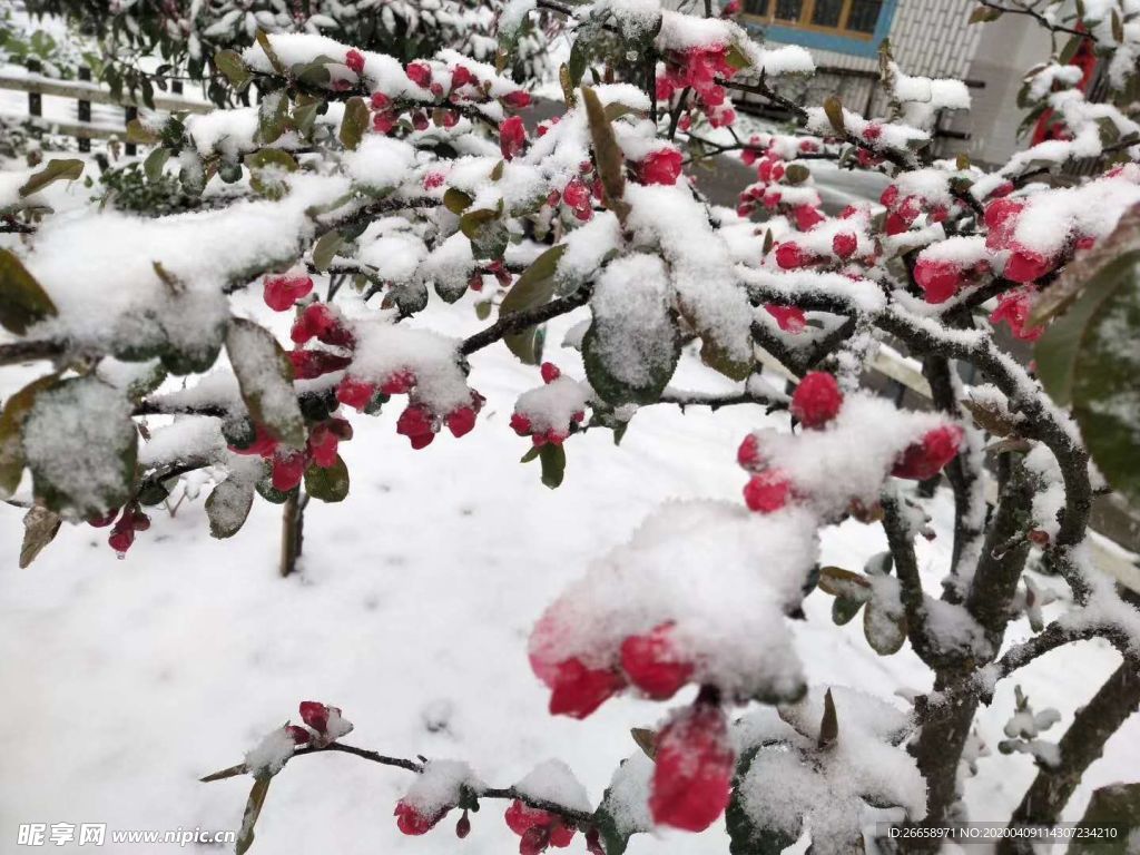 雪花